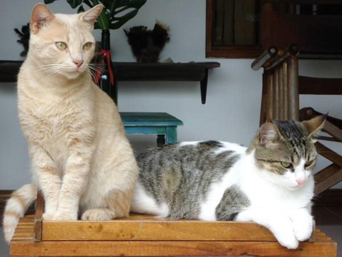 Quinta Don Fernando Bed & Breakfast La Garita  ภายนอก รูปภาพ